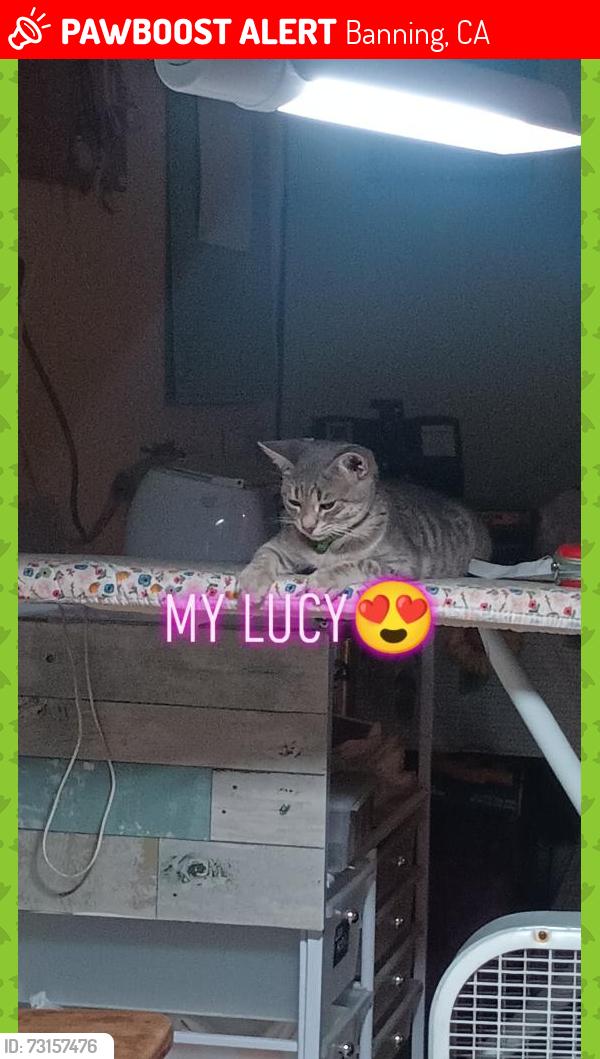 Lost Female Cat last seen Fontana off banana and valley, Banning, CA 92220