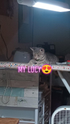 Lost Female Cat last seen Fontana off banana and valley, Banning, CA 92220
