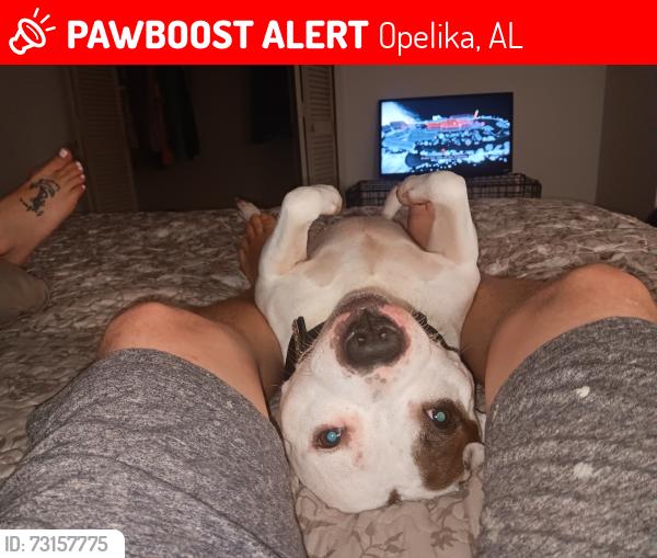 Lost Male Dog last seen Near Fitzpatrick Ave Opelika Al, Opelika, AL 36801