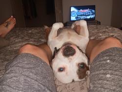 Lost Male Dog last seen Near Fitzpatrick Ave Opelika Al, Opelika, AL 36801