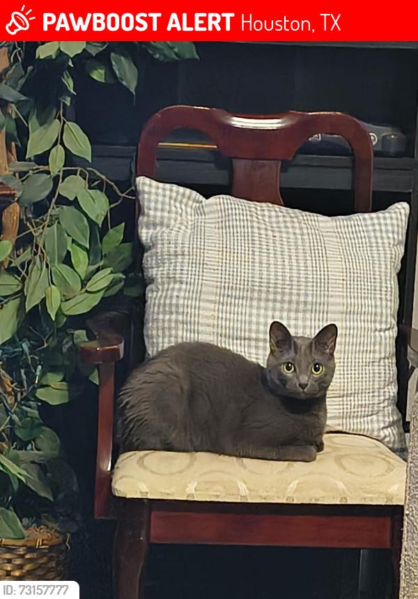Lost Female Cat last seen Near crossroads Park drive, Houston, TX 77065
