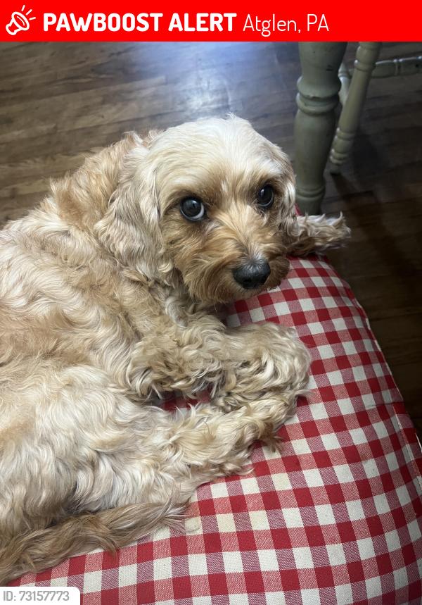 Lost Female Dog last seen zion hill road and zion lane, near the church, Atglen, PA 19310