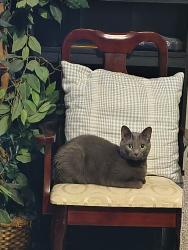 Lost Female Cat last seen Near crossroads Park drive, Houston, TX 77065