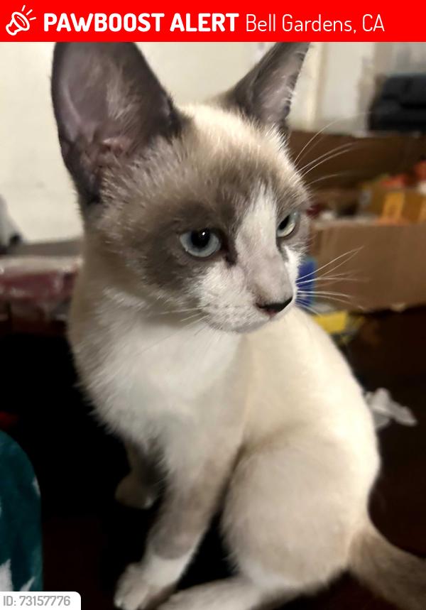 Lost Male Cat last seen Garfield behind Ford Park, Bell Gardens, CA 90201