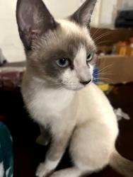 Lost Male Cat last seen Garfield behind Ford Park, Bell Gardens, CA 90201
