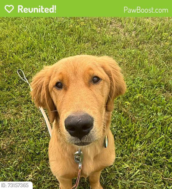 Reunited Male Dog last seen Musch and Winans Lake, Brighton, MI 48116