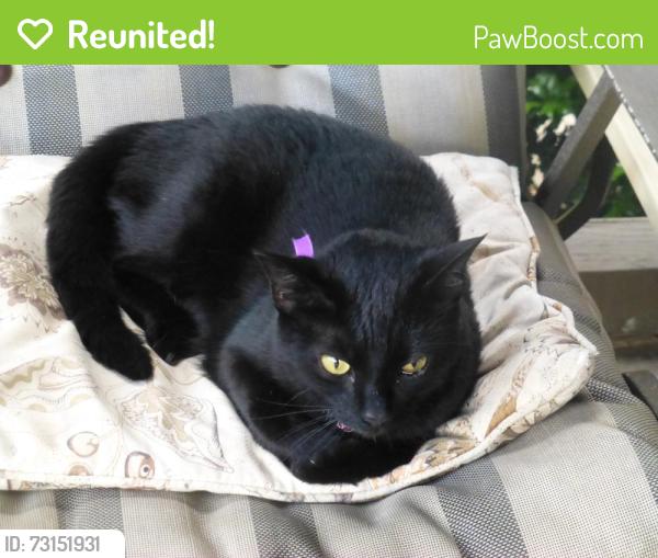 Reunited Female Cat last seen PHEASANT DR, Blawnox, PA 15238