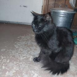 Lost Male Cat last seen M21/34, Lapeer, MI 48446