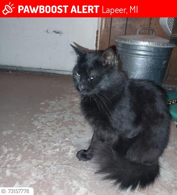 Lost Male Cat last seen M21/34, Lapeer, MI 48446