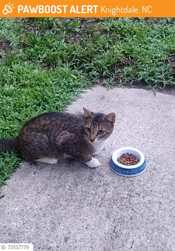 Found/Stray Unknown Cat last seen Indian springs dr knightdale nc, Knightdale, NC 27545