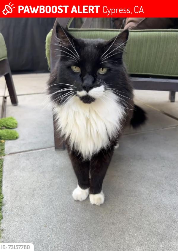 Lost Male Cat last seen Bloomfield, Cypress, CA 90630