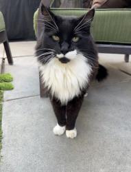 Lost Male Cat last seen Bloomfield, Cypress, CA 90630