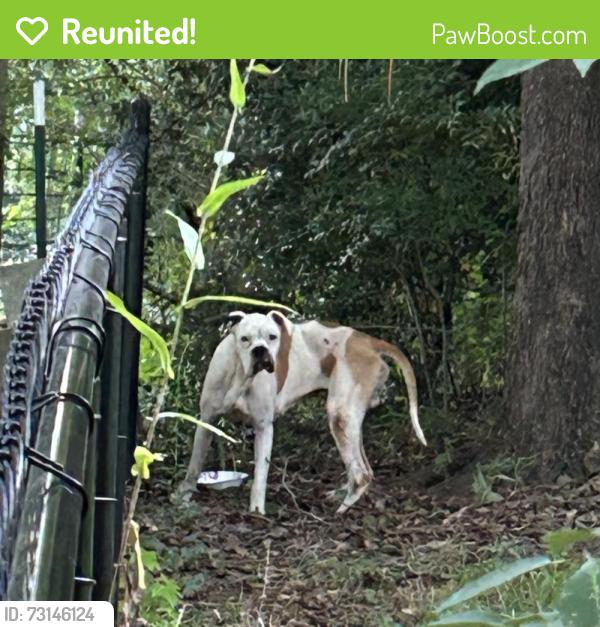 Reunited Male Dog last seen Carson Rd, Seneca, SC 29672