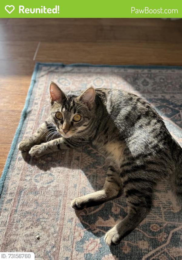 Reunited Male Cat last seen 45th street between Anthony Dr & Ohio ave, Greenfield, WI 53219