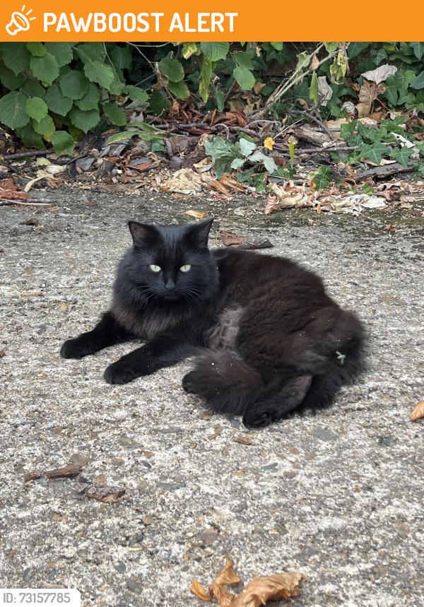 Found/Stray Unknown Cat last seen Tw121dp, Hampton Hill, England TW12 1DP