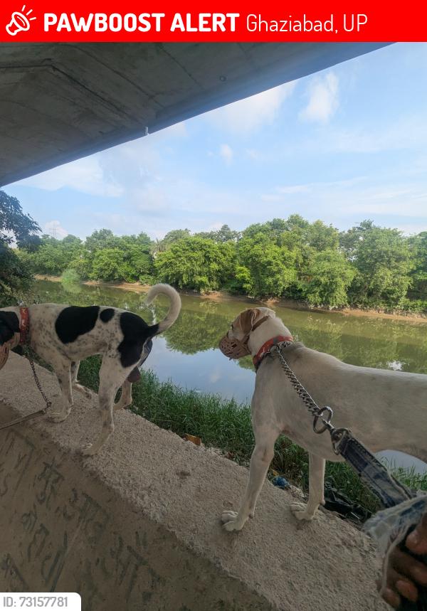 Lost Male Dog last seen U turn towards hindon & opposite to nandgram gaushala & dog shelter, Ghaziabad, UP 201003