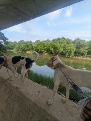 Lost Male Dog last seen U turn towards hindon & opposite to nandgram gaushala & dog shelter, Ghaziabad, UP 201003