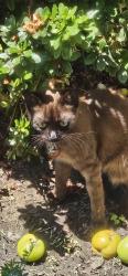 Lost Female Cat last seen Cruces & Blinn, Los Angeles, CA 90744