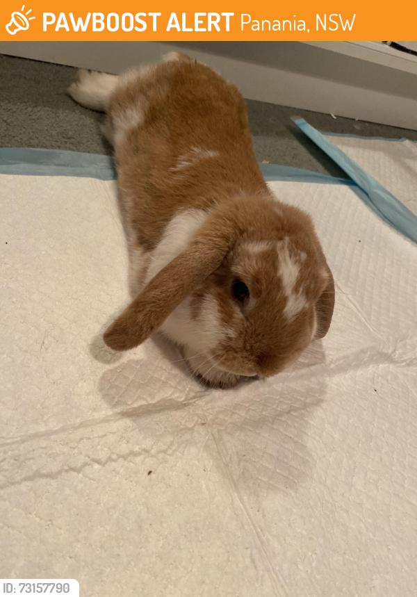 Found/Stray Male Rabbit last seen Corner of Carson Street and Horsley Road, Panania, NSW 2213