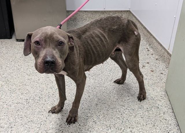 Shelter Stray Female Dog last seen Near BLOCK ELMDALE DETROIT, MI 48213, 7401 Chrysler Dr, Detroit, MI 48211, USA