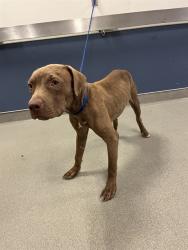 Shelter Stray Male Dog last seen Near BLOCK SW 166TH TER, 3599 NW 79th Ave, Doral, FL 33122, USA