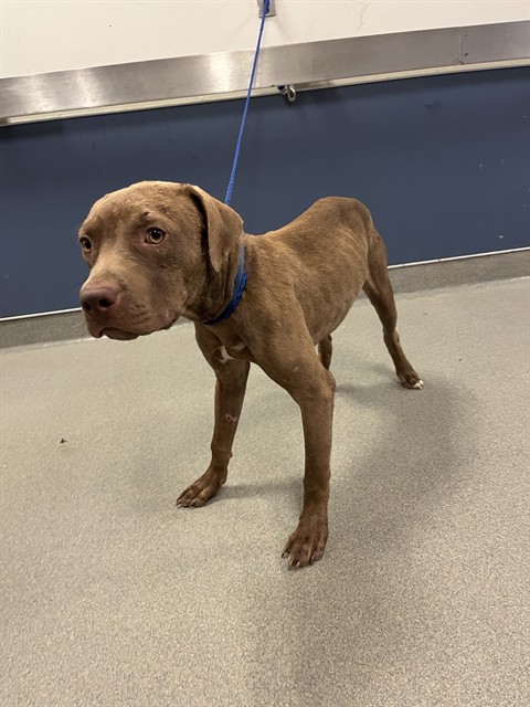 Shelter Stray Male Dog last seen Near BLOCK SW 166TH TER, 3599 NW 79th Ave, Doral, FL 33122, USA