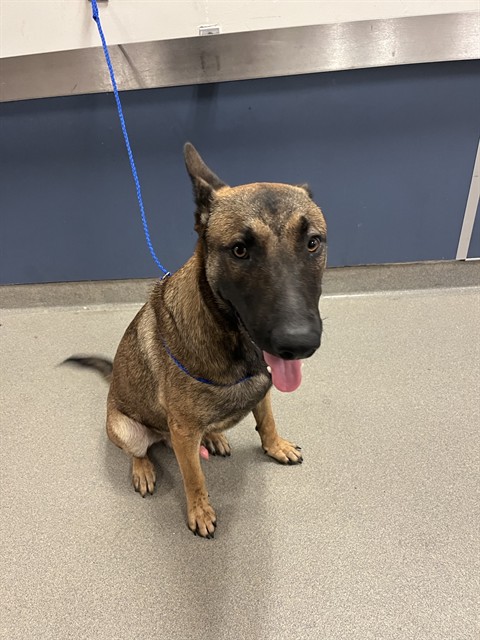 Shelter Stray Male Dog last seen Near BLOCK SW 166TH TER, 3599 NW 79th Ave, Doral, FL 33122, USA