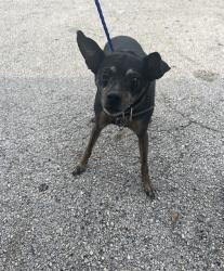 Shelter Stray Female Dog last seen W 12TH AVE & W 68TH ST, 3599 NW 79th Ave, Doral, FL 33122, USA
