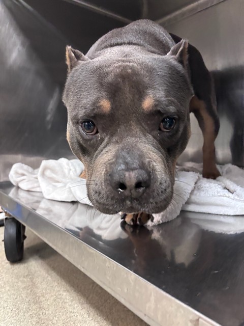 Shelter Stray Male Dog last seen Near BLOCK N LEE AVE, OKLAHOMA CITY OK 73102, 2811 SE 29th St, Oklahoma City, OK 73129, USA