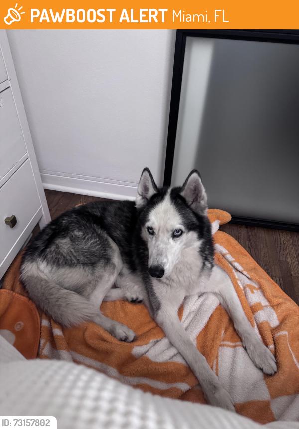 Found/Stray Male Dog last seen 77th Ave and 12 street, Miami, FL 33155