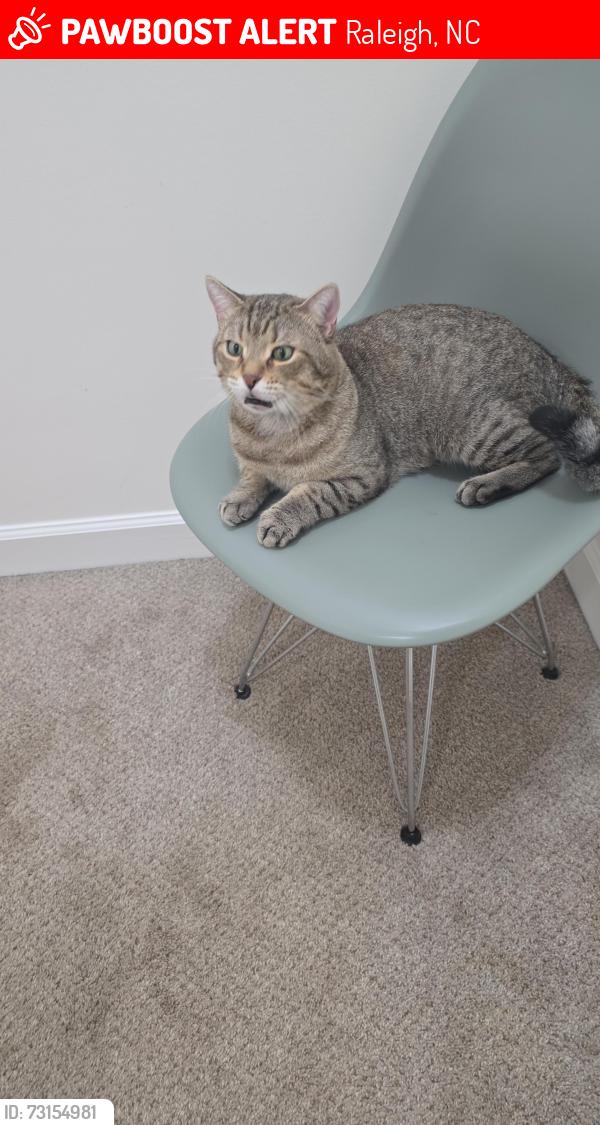 Lost Male Cat last seen Kent, Raleigh, NC 27606