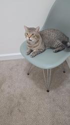 Lost Male Cat last seen Kent, Raleigh, NC 27606