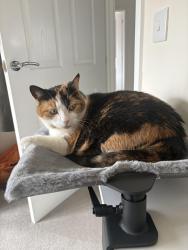 Reunited Female Cat last seen Redfox gardens cambuslan, Cambuslang, Scotland G72 6AQ