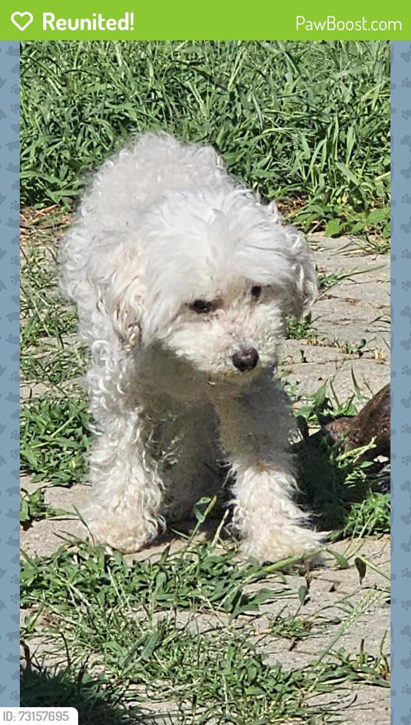 Reunited Female Dog last seen Arthur-sauve, Laval, QC H7R 1M2