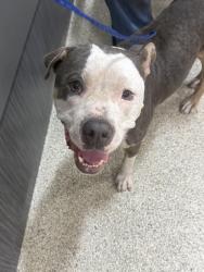 Found/Stray Female Dog last seen MLK and N Myrtle Ave, Jacksonville, FL 32209
