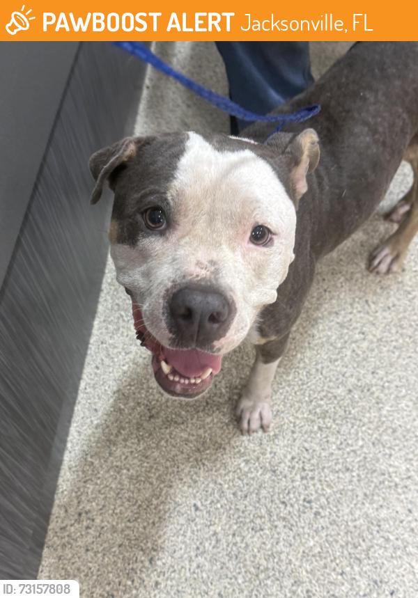 Found/Stray Female Dog last seen MLK and N Myrtle Ave, Jacksonville, FL 32209