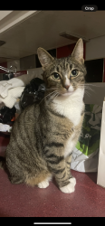 Lost Female Cat last seen Wheelers lane on the other side of bagnell Road, West Midlands, England 