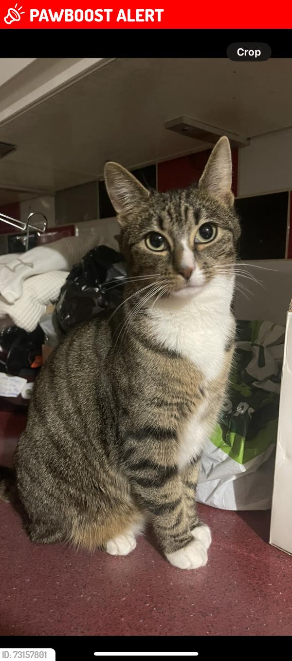 Lost Female Cat last seen Wheelers lane on the other side of bagnell Road, West Midlands, England 