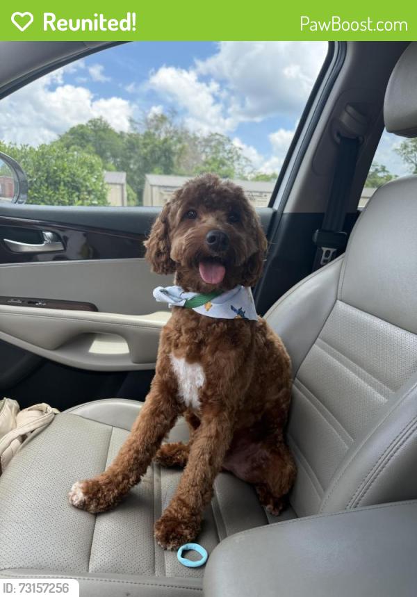 Reunited Male Dog last seen at our cabin!, Ellijay, GA 30540