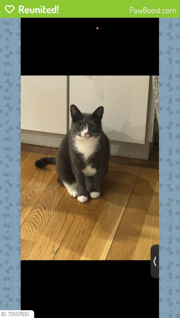 Reunited Female Cat last seen Near prospect street shrewsbury ma, Shrewsbury, MA 01545