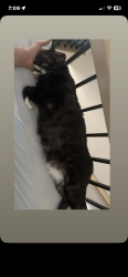 Lost Female Cat last seen Azores Bakedy, Brampton, ON L6X 1V7