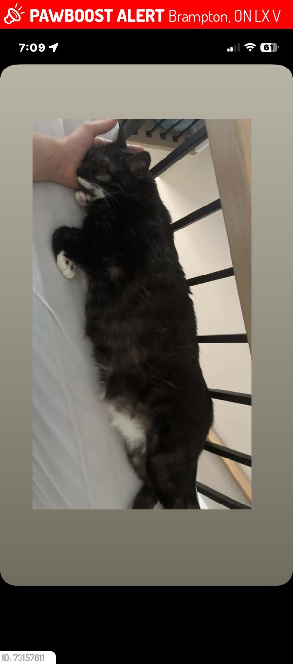 Lost Female Cat last seen Azores Bakedy, Brampton, ON L6X 1V7