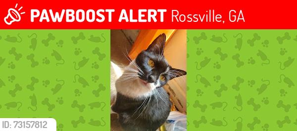 Lost Male Cat last seen Cross St, Rossville, GA 30741