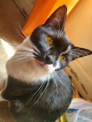Lost Male Cat last seen Cross St, Rossville, GA 30741
