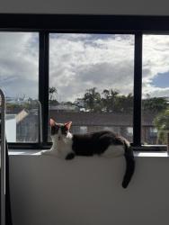 Lost Male Cat last seen Boyd park, Rode rd, nundah village, Nundah, QLD 4012