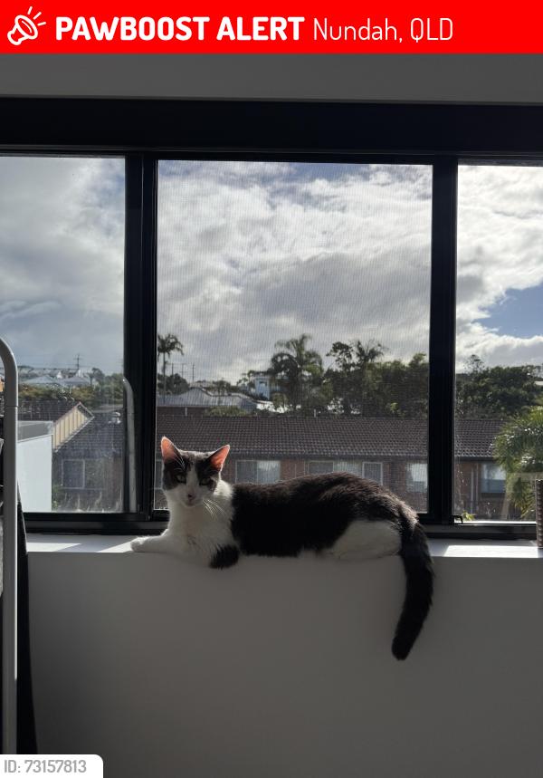 Lost Male Cat last seen Boyd park, Rode rd, nundah village, Nundah, QLD 4012