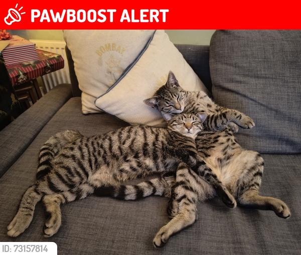 Lost Male Cat last seen At home on long lane., Littlemore, England OX4 3TW