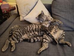 Lost Male Cat last seen At home on long lane., Littlemore, England OX4 3TW