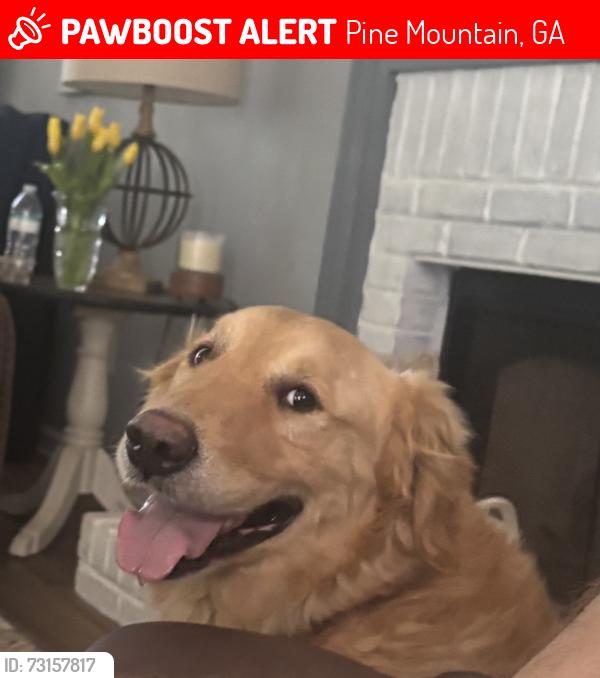 Lost Male Dog last seen Arranmore Subdivision, Pine Mountain, GA 31822