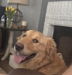 Lost Male Dog last seen Arranmore Subdivision, Pine Mountain, GA 31822